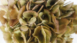 Hortensia séché - 1 tête - Beige vert