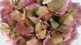 Getrocknete Hortensie  - 1 Kopf - Rosa grün