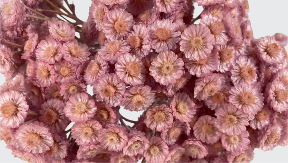 Flores de paja italianas - 1 ramo - lila