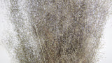 Agrostis nebulosa - 1 manojo - color natural