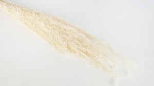 Agrostis nebulosa - 1 bunch - White