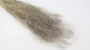 Agrostis nebulosa - 1 manojo - color natural