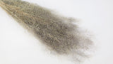 Agrostis nebulosa - 1 manojo - color natural