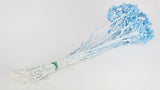 Italian strawflowers - 1 bunch - Baby blue