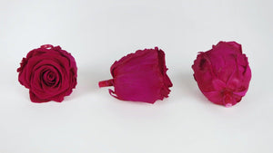 Roses stabilisées Kiara 6 cm - 1,90€/rose Bulk 432 têtes - Hot pink
