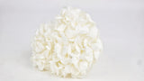 Konservierte Hortensie Plus Kiara - 1 Kopf - Pure white