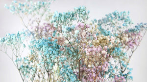 Gypsophila preservada - 1 manojo - Azul arcoiris