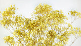 Preserved gypsophila - 1 bunch - Sunny yellow