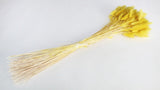 Bunny Tail Grass - 1 bunch - Yellow