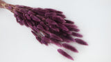 Bunny Tail Grass - 1 bunch - Purple