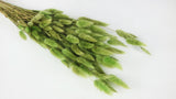 Bunny Tail Grass - 1 bunch - Green olive