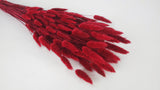 Lagurus seco - 1 manojo - Rojo