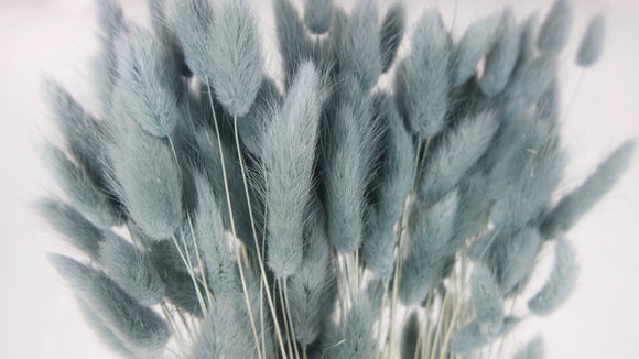 Lagures séchées - 1 botte - Bleu gris