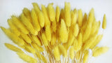 Bunny Tail Grass - 1 bunch - Yellow