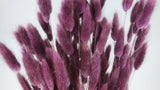 Bunny Tail Grass - 1 bunch - Purple