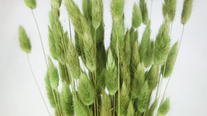 Bunny Tail Grass - 1 bunch - Green olive