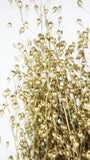 Lepidium Atraxa - 1 bunch - Gold