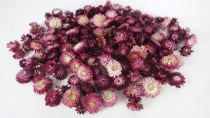 Têtes d'immortelle - 200 g - Couleur naturelle lila