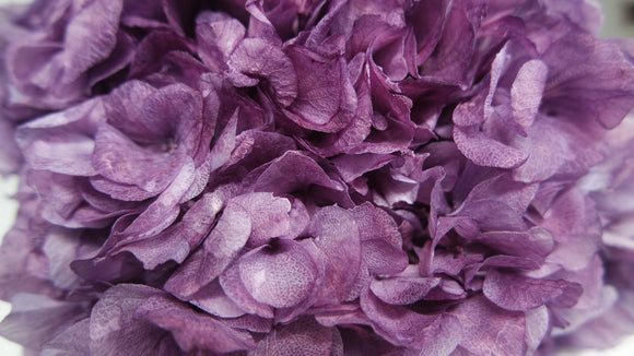 Hortensia Preservada Extra - 1 Cabeza - Púrpura