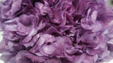 Hortensia Preservada Extra - 1 Cabeza - Púrpura