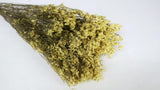Dried limonium - 1 bunch - Natural colour yellow