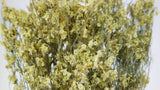 Dried limonium - 1 bunch - Natural colour yellow