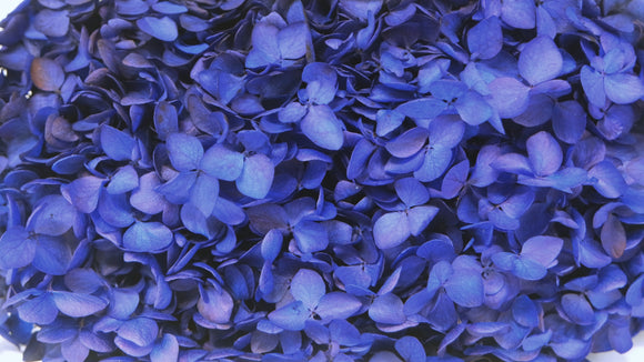 Konservierte Hortensie Anna  - 1 Kopf - Majorelle blau