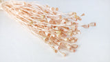 Dried Poppy mini - 1 bunch - Light pink