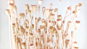 Dried Poppy mini - 1 bunch - Light pink