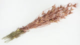 Nigella orientalis - 1 manojo - Rubor dorado