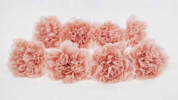 Oeillets stabilisés Earth Matters - 8 têtes - Misty peach 373