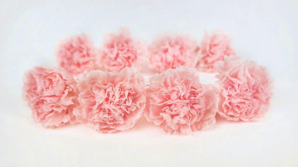 Nelken konserviert Kiara - 8 Stück - Pink blush