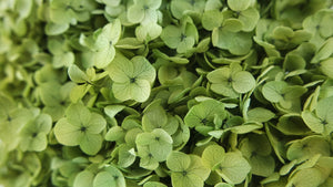 Hortensia stabilisé Anna - 1 tête - Vert olive