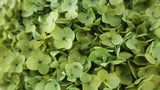 Hortensia stabilisé Anna - 1 tête - Vert olive