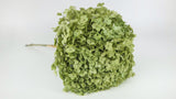 Hortensia stabilisé Anna - 1 tête - Vert olive