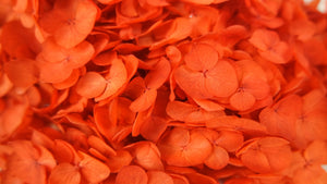 Hortensia stabilisé Anna - 1 tête - Orange