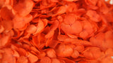 Hortensia stabilisé Anna - 1 tête - Orange