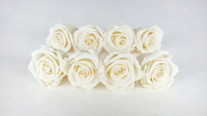 Rosas estabilizadas Kiara 5 cm - 8 piezas - Blanco perla