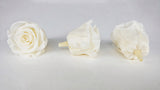Rosas estabilizadas Kiara 5 cm - 8 piezas - Blanco perla