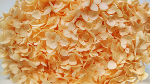 Hortensia preservada Anna - 1 cabeza - Melocotón