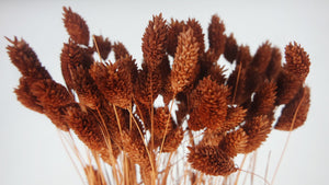 Phalaris séché - 1 botte - Chocolat