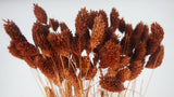 Phalaris séché - 1 botte - Chocolat