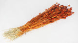 Phalaris séché - 1 botte - Caramel