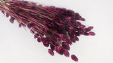 Phalaris séché - 1 botte - Prune