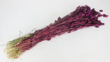 Phalaris séché - 1 botte - Prune