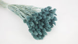 Dried phalaris - 1 bunch - Blue grey