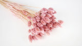 Phalaris séchés - 1 botte - Glycine