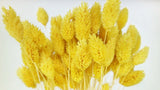 Phalaris séchés - 1 botte - Jaune