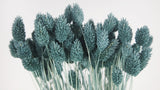 Dried phalaris - 1 bunch - Blue grey