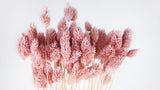 Phalaris séchés - 1 botte - Glycine